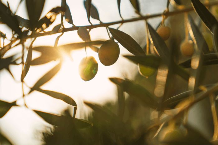 Clean beauty carbon neutrality
